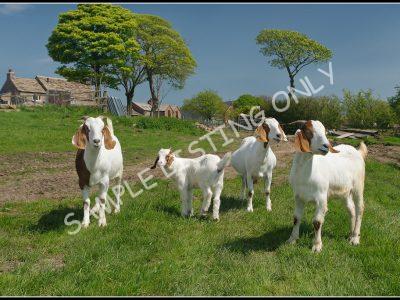 DR Congoian Live Boer Goats