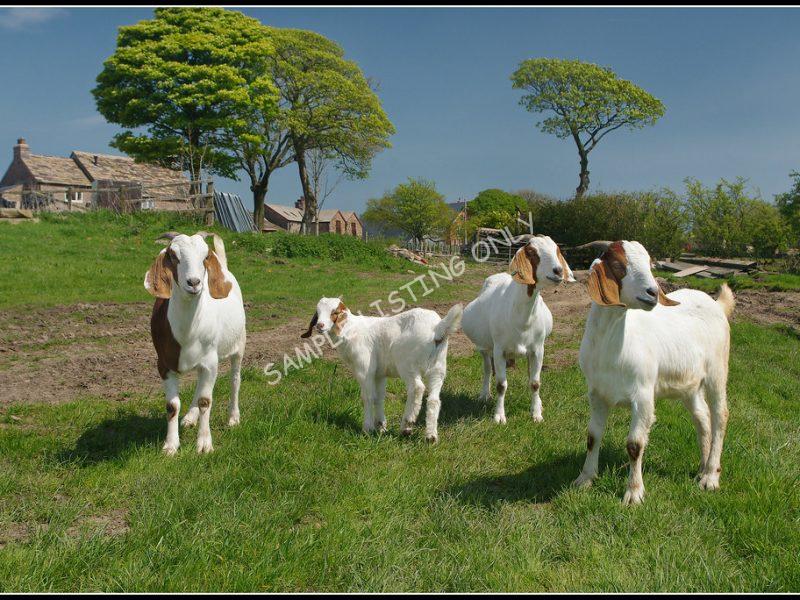 DR Congoian Live Boer Goats