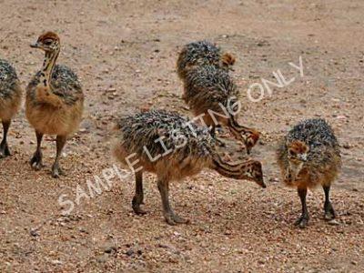 DR Congo Ostrich Chicks