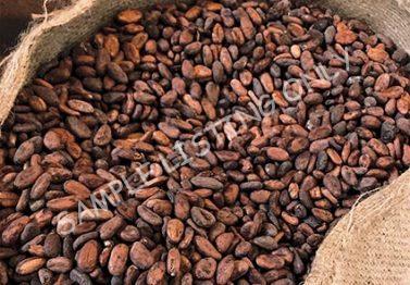 DR Congo Cocoa Beans
