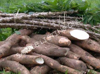 Fresh DR Congo Cassava