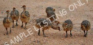 DR Congo Guinea Fowls